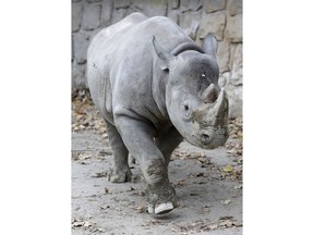 CORRECTES NAME OF DANISH PARK TO REE PARK SAFARI -- Jasiri, a female of critically endangered eastern black rhinos, stands in its enclosure at the zoo in Dvur Kralove, Czech Republic, Tuesday, Nov. 20, 2018. Zoo parks from three European countries are joining forces to send their rhinos to Rwanda, an African country where the entire population of the animal was wiped out during the genocide in the 1990s. Jasmina and other four rhinos from the Dvur Kralove zoo in the Czech Republic, Flamingo Land in Britain and Ree Park Safari in Denmark are being gathered in the Czech zoo to get used to each other and ready for a transport to Rwanda's Akagera park in May or June 2019.