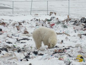 A young polar bear has a bite to eat at a garbage dump in Arviat, Nunavut.