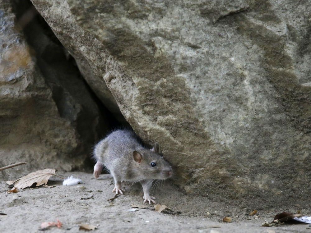 Climate Change Is Scary Rat Explosion Is Way Scarier National Post   Ratsedited 