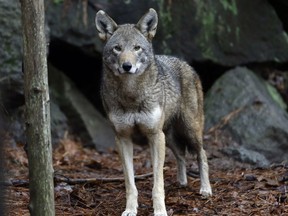 In this Jan. 13, 2015, file photo, a female red wolf is shown in its habitat at the Museum of Life and Science in Durham, N.C. Federal authorities violated a federal law aimed at preserving endangered species by planning to shrink the territory of the only red wolves living in the wild, a federal judge ruled in blocking a move that environmentalists said would hasten the animal's demise.
