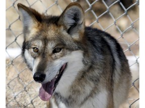 FILE - This Dec. 7, 2011, file photo, shows an endangered Mexican wolf at the Sevilleta National Wildlife Refuge in central New Mexico. The Association of Zoos and Aquariums said Wednesday, Nov. 21, 2018, that a captive-born Mexican wolf escaped from the Colorado Wolf and Wildlife Center in the town of Divide, 55 miles south of Denver. The wolf escaped Nov. 11, and trappers are trying to find it. The wolf was transported to the center on Nov. 11 for a captive breeding program.