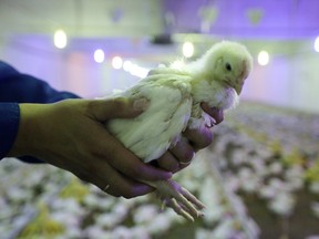 A worker inspects a chicken inside a boiler house at the Chelny-Broiler poultry farm, operated by ZAO Agrosila Group, in Naberezhnye Chelny, Russia, on Saturday, Sept. 5, 2015.