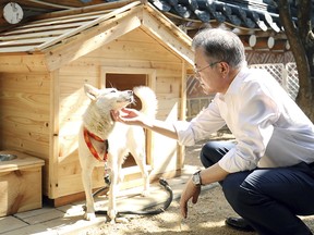 South Korean President Moon Jae-in with a white Pungsan dog, named Gomi, from North Korea.