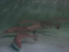 Video released by the University of Texas at Austin Marine Science Institute shows seatrout spawning at the bed, on the brink of the approaching hurricane.
