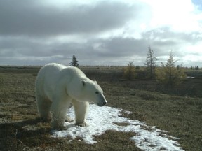A researcher from the University of Saskatchewan says he's got the first recorded proof of grizzly, black and polar bears all using the same habitat. A polar bear is seen in the Wapusk National Park, Man., in an Oct. 6, 2014, handout photo taken by a camera trap.