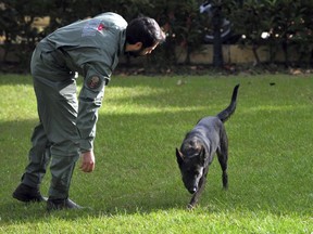 A Turkish police officer works with his sniffer dog in the garden of a villa in Yalova in northwest Turkey, Monday, Nov. 26, 2018. Police, aided by sniffer dogs, continue an investigation into the killing of Saudi journalist Jamal Khashoggi, officials and news reports said. Crime scene investigators and other officials sealed off a villa near the town of Termal in Yalova province and later expanded their search to the grounds of a neighboring villa, the state-run Anadolu agency reported.