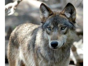 FILE - In this July 16, 2004, file photo, a gray wolf is seen at the Wildlife Science Center in Forest Lake, Minn. The Republican-controlled House has passed a bill to drop legal protections for gray wolves across the lower 48 states, reopening a lengthy battle over the predator species.