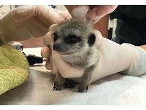 In this Sept. 21, 2018 photo released by Perth Zoo, a baby meerkat is checked by Perth Zoo staff after it was found at a property 130 kilometers (80 miles) away, in the town of Beverley. A man who claims he "fell in love" with a meerkat pup has been fined $4,000 in a Perth court, Wednesday, Nov. 14, 2018 after pleading guilty to stealing the animal from its enclosure at Perth Zoo in September. (Perth Zoo via AP)