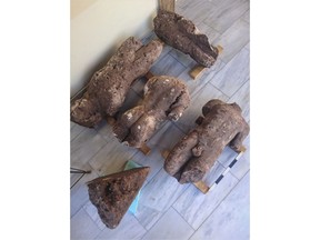 This undated photo provided by the Greek Culture Ministry on Saturday, Nov. 3, 2018, shows statues which were discovered at the town of Atalanti, in central Greece. A farmer's recent discovery of a fragment of an ancient statue while tilling his field, has yielded three more statues and several graves in the past month, Greece's Culture ministry has announced. (Greek Culture Ministry via AP)