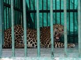 This handout picture taken by the Gujarat Forest Department on November 5, 2018 shows a captured leopard in a cage in the state capital Gandhinagar, some 30 kilometres from Ahmedabad.