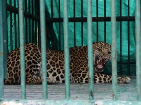 This handout picture taken by the Gujarat Forest Department on November 5, 2018 shows a captured leopard in a cage in the state capital Gandhinagar, some 30 kilometres from Ahmedabad.