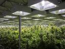 Cannabispflanzen werden am 16. Januar 2018 in einem Zuchtraum bei Up Cannabis Inc., Newstrike Resources Marihuana-Gewächshäusern, in Brantford, Ontario, angebaut. 