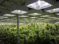 Cannabis plants are cultivated in a grow room at Up Cannabis Inc., Newstrike Resources marijuana greenhouses, in Brantford, Ont., on Jan. 16, 2018.