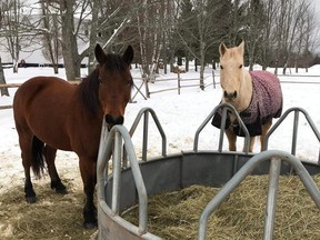 The Dangremond family's two pet horses, Misty (left) and Reiner, are shown on the family's property in Salisbury, N.B.