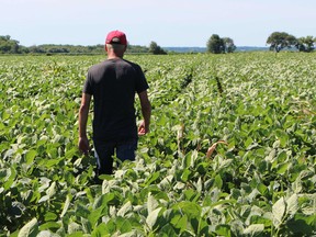 (FILES) In this file photo taken Farmer Terry Davidson walks through his soy fields in Harvard, Illinois, on July 6, 2018, the same day China imposed retaliatory tariffs aimed at the US soybean market.
