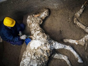 An archaeologist inspects the remains of a horse skeleton in the Pompeii archaeological site, Italy, Sunday, Dec. 23, 2018.