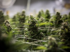 Cannabis plants grow at a craft grow operation outside of Nelson, British Columbia, Canada, on Thursday, Nov. 8, 2018.