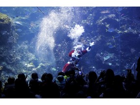 Volunteer diver George Bell, dressed as Santa Claus, waves to visitors to the Philippine Coral Reef tank at The California Academy of Sciences in San Francisco, Thursday, Dec. 13, 2018. The California Academy of Sciences launched its holiday festivities Thursday by having a diver dressed as Santa Claus submerge into a coral reef exhibit while dozens of children watched from behind the glass.