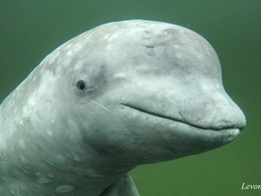 A group of marine researchers say a young beluga whale is too attached to the Maritimes for his own good. Nepi, seen here in a July 2018 handout photo near Ingonish, N.S., who's estimated to be about four years old, was spotted in Summerside, P.E.I. earlier this month, much to the delight of a local diving class.