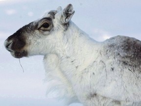 A wild caribou looks on near The Meadowbank Gold Mine located in the Nunavut Territory of Canada on March 24, 2009. Environment Canada says that despite lots of talk on preserving caribou habitat, there has been little progress on closing gaps in protecting the threatened species.