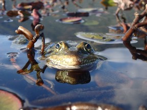 Endangered northern leopard frogs (shown), native to British Columbia, are at risk of being pushed out by voracious bullfrogs, an invasive species that experts say is one of many that puts native Canadian plants and animals at risk. THE CANADIAN PRESS/HO-Calgary Zoo MANDATORY CREDIT