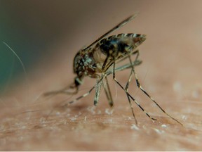 A picture taken on August 23, 2016 in Lille, northern France, shows a mosquito on a person's arm.