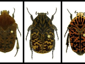 This combination of undated photos provided by Brett Ratcliffe in December 2018 shows, from left, Gymnetis drogoni, Gymnetis rhaegali and Gymnetis viserioni beetles from South America. Ratcliffe named three of his eight newest beetle discoveries after the dragons from the HBO series "Game of Thrones" and George R.R. Martin book series "A Song of Ice and Fire."
