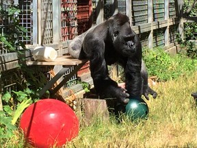 FILE - In this 2016 file photo provided by the Cincinnati Zoo and Botanical Garden, the silverback gorilla Ndume picks up a toy at The Gorilla Foundation's preserve in California's Santa Cruz mountains. A judge has ordered the Cincinnati Zoo & Botanical Garden and a gorilla conservatory to resolve a custody dispute over the gorilla loaned as a companion to Koko, the late gorilla famed for mastering sign language.