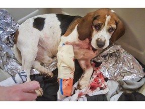 This photo provided by New York State Police on Saturday, Dec. 15, 2018, shows a rescued dog after it was thrown out of a vehicle in Cortland County, N.Y.  A trucker driving nearby said the dogs were thrown from the rear passenger window of a dirty, rusty Dodge Durango. The trucker stopped and rescued the dogs.