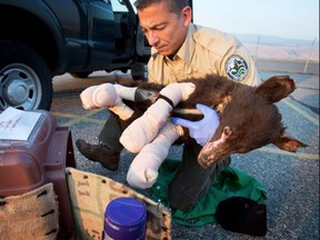 Cinder the bear, seen here after being burned in a Methow Valley wildfire in 2014, has been killed by a hunter.