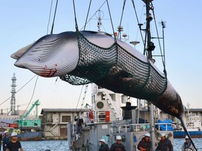 FILE - In this September, 2017, photo, a minke whale is unloaded at a port after a whaling for scientific purposes in Kushiro, in the northernmost main island of Hokkaido. Japan says it is leaving the International Whaling Commission to resume commercial hunts but says it will no longer go to the Antarctic to hunt. Chief Cabinet Secretary Yoshihide Suga said Wednesday, Dec. 26, 2018,  that Japan's commercial whaling will be limited to its territorial and economic waters.(Kyodo News via AP, File)