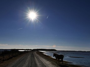 A wild pony at Chincoteague National Wildlife Refuge in Virginia, where several horses have succumbed in recent months to "swamp cancer," or pythiosis.