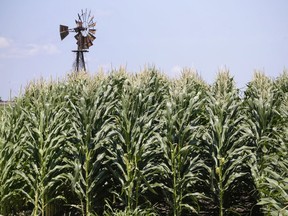FILE - In this July 11, 2018, file photo, a field of corn grows in front of an old windmill in Pacific Junction, Iowa, The government shutdown could complicate things for farmers lining up for federal payments to ease the burden of President Donald Trump's trade war with China. The USDA last week assured farmers that direct payments would keep going out during the first week of the shutdown. But payments will soon be suspended for farmers who haven't certified production. Farm loans and disaster assistance programs will also be on hold.
