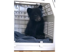 An orphaned black bear cub rescued near Tofino, B.C. is shown in a handout photo. A bear cub that was rescued near his mother's dead body in Tofino, B.C., has died unexpectedly at a wildlife refuge.