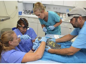 In this photo provided by the Florida Keys News Bureau, Brooke Burkhalter, from left, Bette Zirkelbach, Shelby Loos and Jeff Carr work to intubate a Kemp's ridley sea turtle at the Turtle Hospital in Marathon, Fla., Tuesday, Dec. 11, 2018. A group of 32 cold-stunned turtles was flown to the Florida Keys to be treated and warmed up after being rescued between late November and early December off Cape Cod, Mass. Once the sea turtles are healthy enough to be released, they are to be returned to warmer waters off Florida.