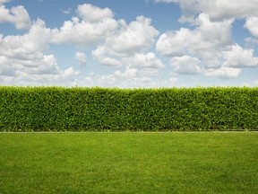 Good fences make good neighbours, Robert Frost famously wrote. A Halifax woman has learned the hard way that a perfectly good hedge also does the trick.