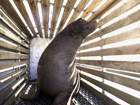 FILE - In this March 14, 2018 file photo, a California sea lion that was trapped at Willamette Falls in the lower Willamette River waits to be released into the Pacific Ocean near Newport, Ore. A bill making it easier to kill sea lions that feast on imperiled salmon in the Columbia River has cleared the U.S. Senate. The measure would allow a more streamlined process for Washington, Idaho, Oregon and several Pacific Northwest tribes to capture and euthanize sea lions. The bill sponsored by Idaho Sen. Jim Risch and Washington Sen. Maria Cantwell cleared the Senate Thursday, Dec. 6. It's similar to legislation that the U.S. House passed in June.