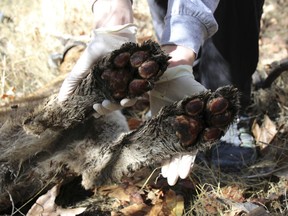 This Dec. 3, 2018, photo provided by the U.S. National Park Service shows the burned paws of a mountain lion known as P-64, a 4-year-old male also known as the "Culvert Cat," in Simi Hills, Calif. Authorities using data from his tracking collar found the remains of P-64 earlier this week in an unburned area of the Simi Hills. Researchers say the big cat suffered burned paws but survived last month's Woolsey Fire that ravaged the area. He was last known to be alive on Nov. 26.
