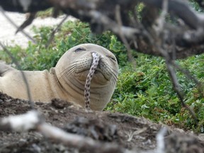 A juvenile Hawaiian monk seal was found with a spotted eel in its nose at French Frigate Shoals in the Northwestern Hawaiian Islands this past summer.