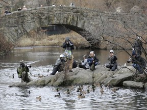 People try to get a look at and pictures of a Mandarin duck in Central Park in New York, Wednesday, Dec. 5, 2018. In the weeks since it appeared in Central Park, the duck has become a celebrity.