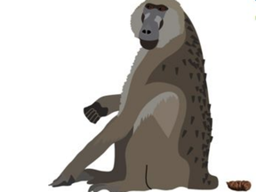 At first glance, the illustration shows a baboon relaxing after a quick visit to nature's toilet. A closer examination however revealed a much more 'unusual' find.