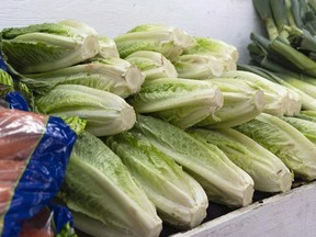 The Public Health Agency of Canada says it's probably safe to eat romaine lettuce again.