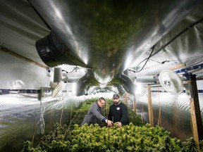 Yan Boissonneault, left, and James Gallagher are seen at a legal medical grow-op they oversee in Mission, B.C., on Dec. 5, 2018. They operate a handful of small legal medical grow-ops in British Columbia and are among the "craft" producers who hope to use their skills in the fledgling recreational market.