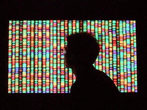 A visitor views a digital representation of the human genome August 15, 2001 at the American Museum of Natural History in New York City.