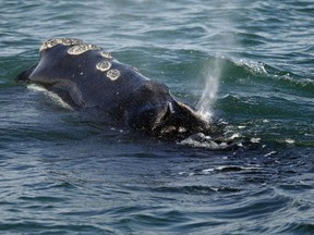 FILE - In this March 28, 2018 file photo, a North Atlantic right whale feeds on the surface of Cape Cod bay off the coast of Plymouth, Mass. Rescuers who respond to distressed whales and other marine animals say the federal government shutdown is making it more difficult to do their work.
