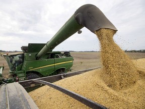 FILE - In this Sept. 21, 2018, file photo, Mike Starkey offloads soybeans from his combine as he harvests his crops in Brownsburg, Ind. Farmers already reeling from low prices and uncertainty amid the nation's trade dispute with China are welcoming a decision to delay a deadline for federal aid because of the partial government shutdown. Secretary of Agriculture Sonny Purdue on Tuesday, Jan. 8, 2019, announced the Agriculture Department would extend a Jan. 15 deadline for farmers to apply for payments to offset losses they incurred due to the trade dispute.