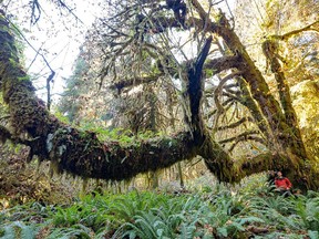 Ancient Forest Alliance campaigner TJ Watt is seen next to a bigleaf maple tree in this undated handout photo. Conservationists in British Columbia are pushing for protections on an area of old-growth forests that they describe as "Canada's most magnificent." The grove is located on Crown land in the San Juan River Valley near Port Renfrew on southern Vancouver Island in the unceded territory of the Pacheedaht First Nation band.