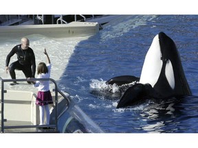 In this Nov. 26, 2006, file photo, SeaWorld Adventure Park trainer Ken Peters, left, looks to an orca during a performance at Shamu Stadium inside the theme park in San Diego. A U.S.-based animal protection group is touring coastal Nova Scotia communities in hopes of finding one interested in becoming a retirement home for whales and dolphins raised in captivity.