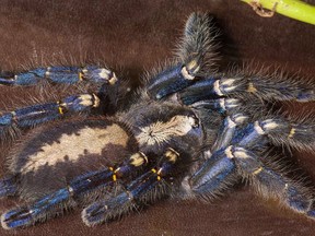 A Metallic Ornamental spider is shown in a handout photo from the Royal Botanical Gardens.