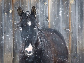 Thor, a Welsh pony, waits out the storm in snow-covered pastures near Cremona, Alta., Tuesday, Oct. 2, 2018. The Quebec government is moving to vastly expand the scope of its animal welfare legislation to offer increased protection to species ranging from horses and mink to ostriches and turkeys.